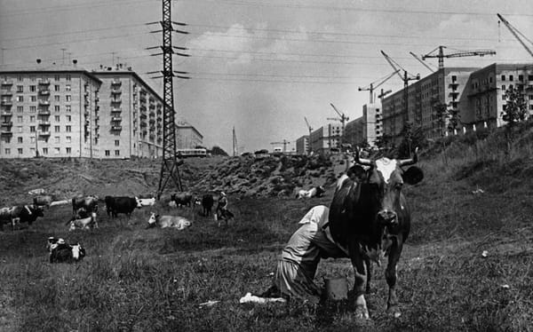 1954 год, в Москве в районе Черёмушек пасутся деревенские коровы