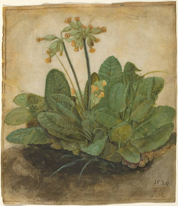 Первоцветы, Альбрехт Дюрер, 1526 год