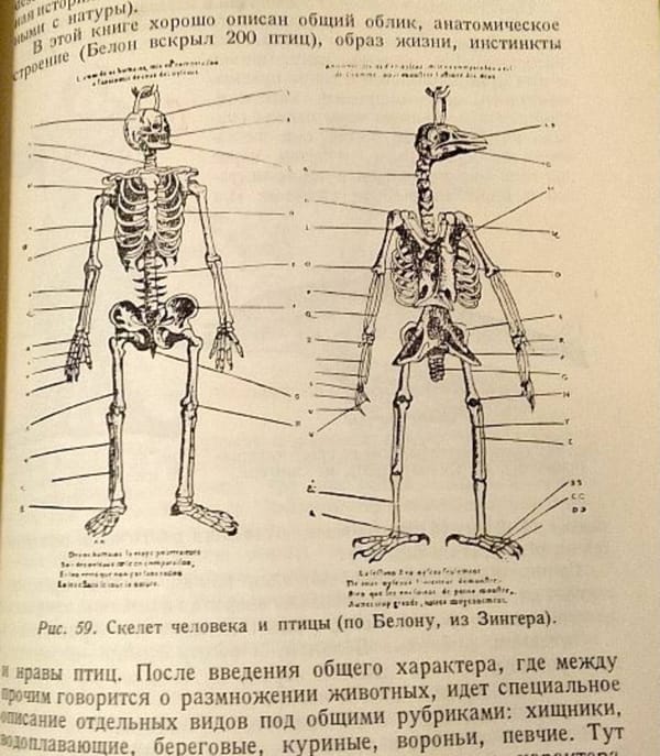 Поговорим о рептилоидах?