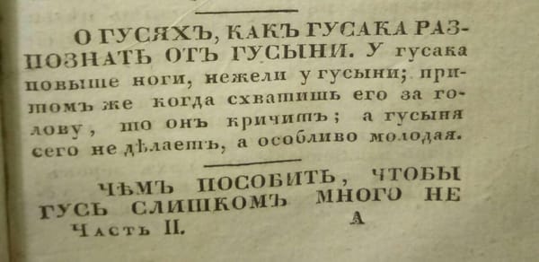 Гусыня от гусака отличается тем, что если схватить ее за голову, то она не кричит, особливо молодая
