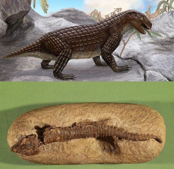Древние крокодилы Simosuchus с Мадагаскара и Hoplosuchus kayi из Юты