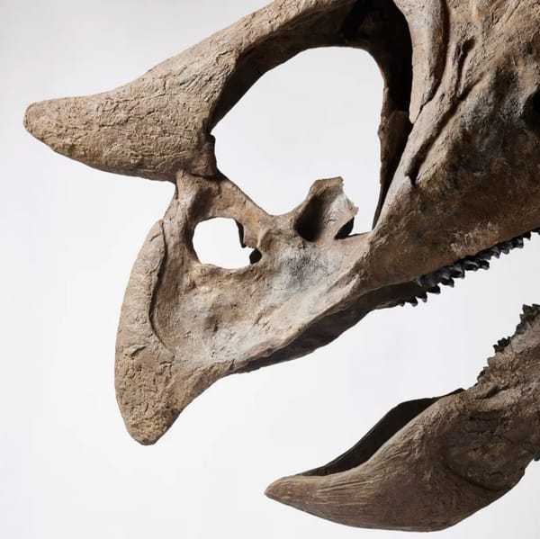Череп трицератопса по имени София оцениваемый в 600-800 тысяч долларов, выставлен на аукцион в США со стартовой ценой 360 тысяч