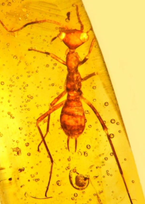 Новый вид муравья Aethiocarenus burmanicus с треугольной головой и выпученными глазами, которые могли смотреть назад, открытый учёными из Орегонского университета в куске янтаря возрастом 100 миллионов лет