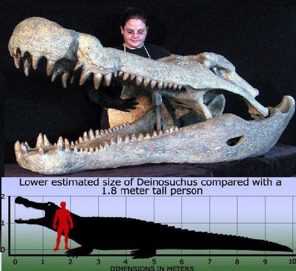 Гигантский Deinosuchus hatcheri, о котором говорили вчера