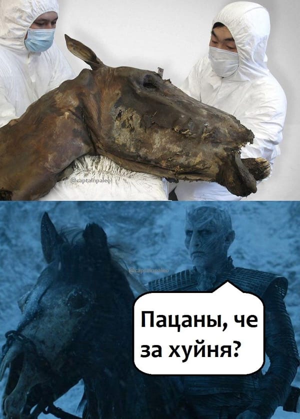 Палеобиологи обследуют голову плейстоценовой лошади, обнаруженной в многолетней мерзлоте Яно-Индигирской низменности
