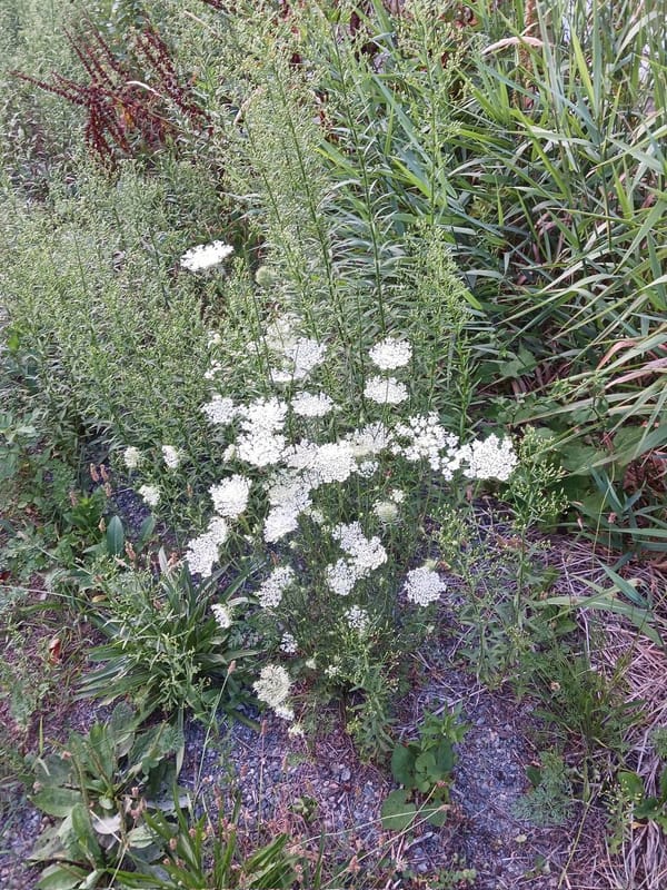 Кружево королевы Анны и Daucus carota, два названия дикой моркови