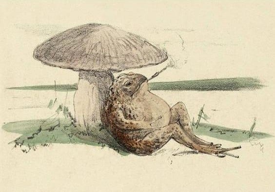 It is Wednesday, my dudes 🐸