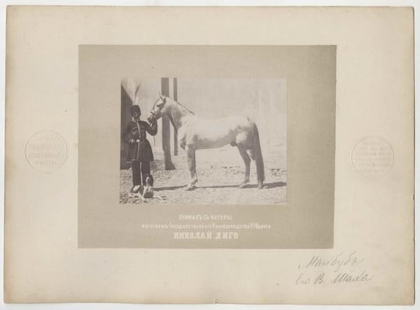 Жеребец Махбуб Его Высочества Насер ад-Дин Шаха Каджара, 1870-е годы