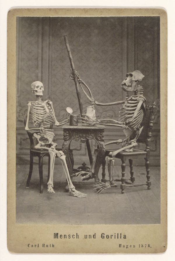 Скелет человека и гориллы за столом, 1878
