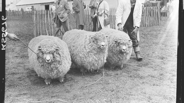 Фото с Королевской выставки в 1954 в Вулвичском арсенале: овцы - победительницы в шерстистости