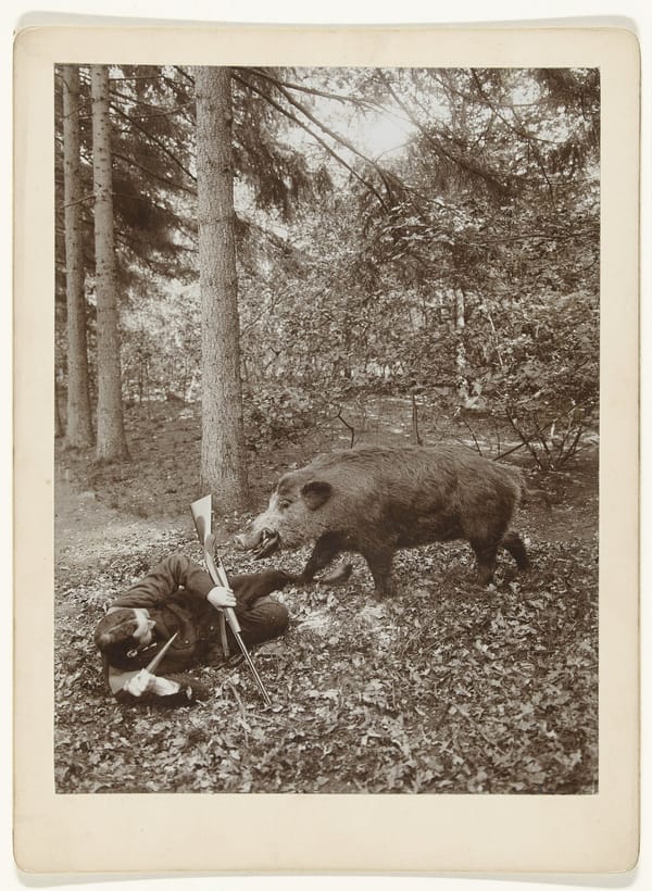 Мужчина защищается от нападающего (чучела) кабана, Нидерланды, 1898