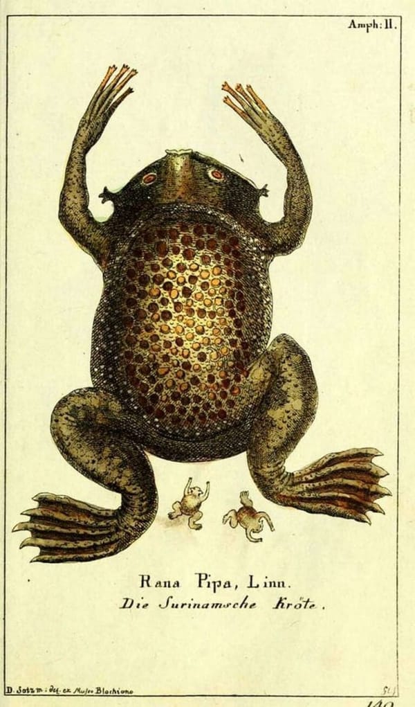 It is Wednesday, my dudes 🐸
