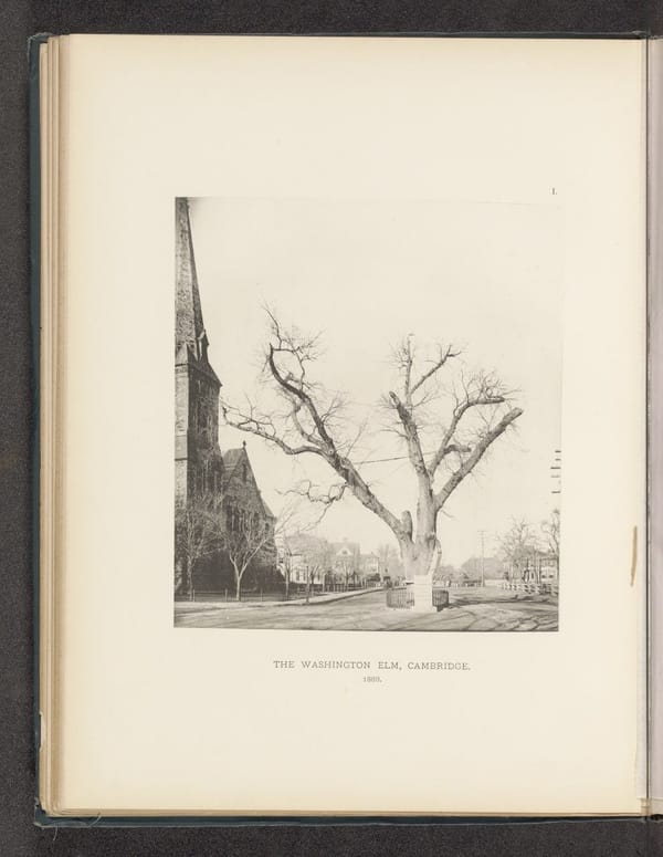 Типичные вязы и другие деревья Массачусетса, Генри Брукс, 1890