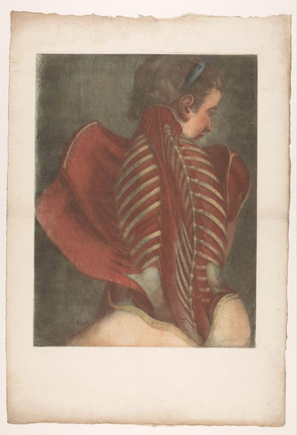 Анатомическая модель, Жан-Батист Готье, 1745