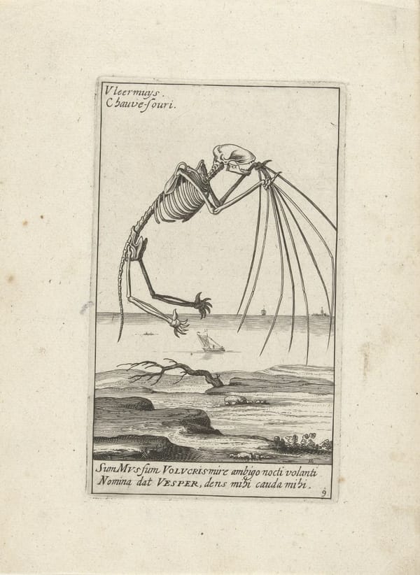 Скелет летучей мыши, 1626