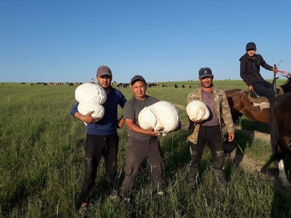 Туркестанская губерния
