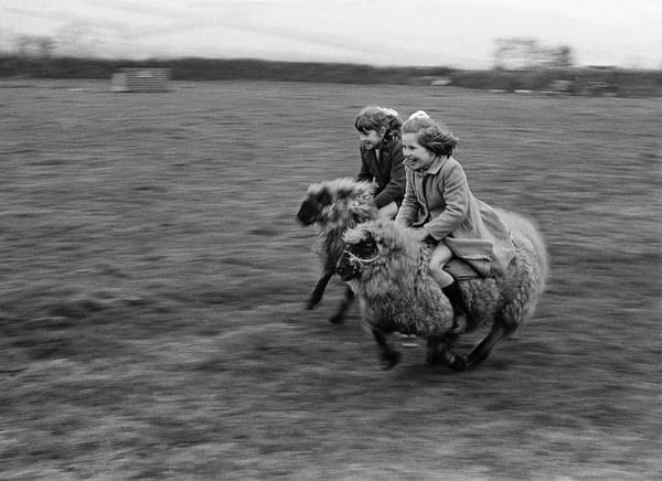 Девочки скачут галопом на баранах, Корнуэлл, Англия, 1969 год