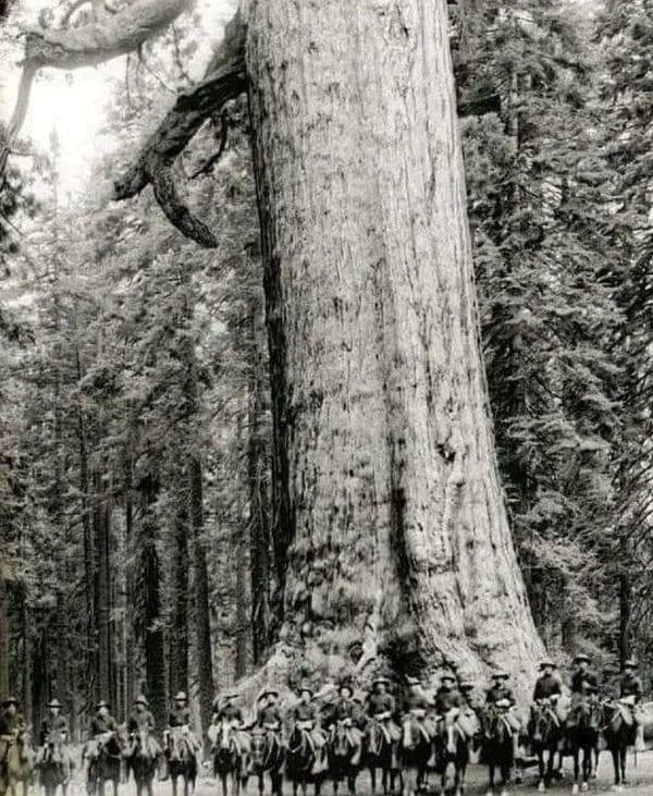 Американские кавалеристы возле дерева по имени Гризли гигант, 1900 год