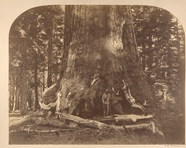 Роща гигантских секвой, парк Йосемити, Калифорния, США, 1856-1861