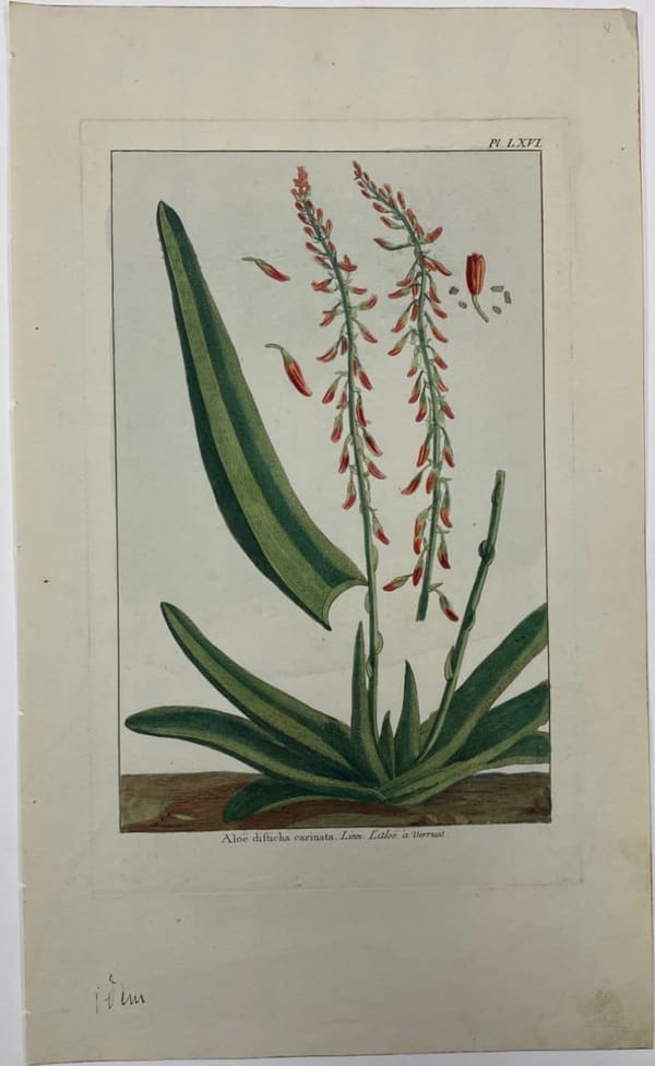 Гравюры из ботанического альбома Пьера Жозефа Бюхоза, 1783