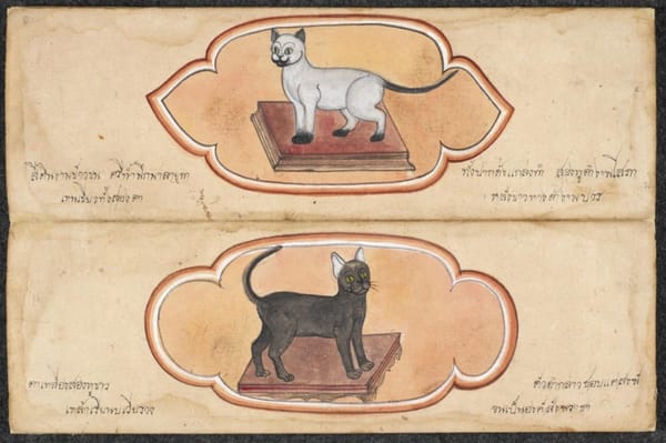 Иллюстрации из Трактата о кошках, Таиланд, 1800