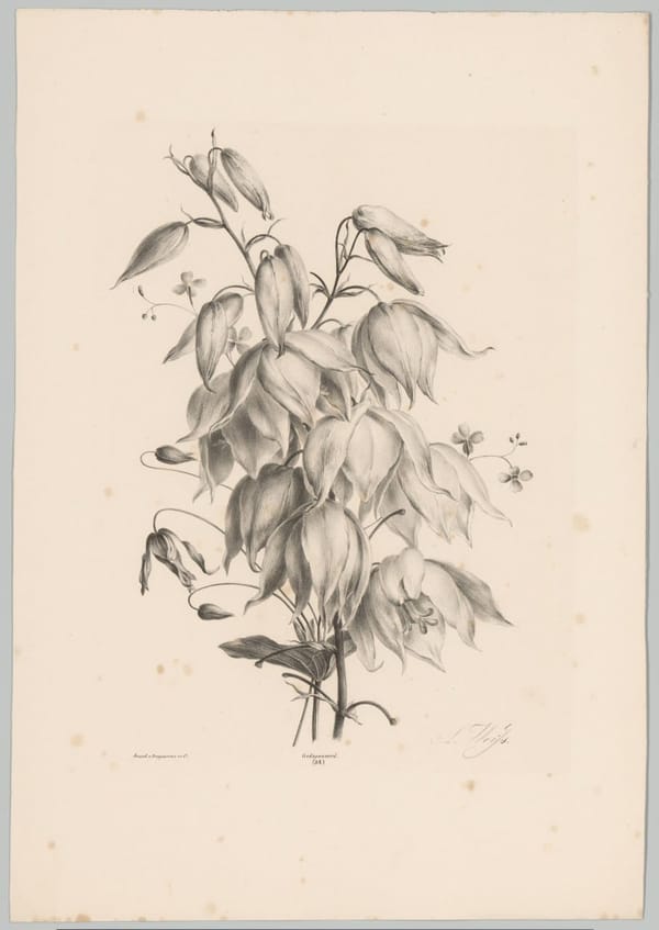 Подборка гравюр с цветами, Амстердам, 1836 г