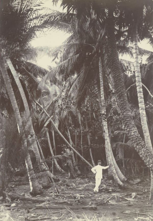 Фотографии семьи Бум-Гонггрейп из поездки в Суринам и Кюрасао, 1897 - 1914 гг