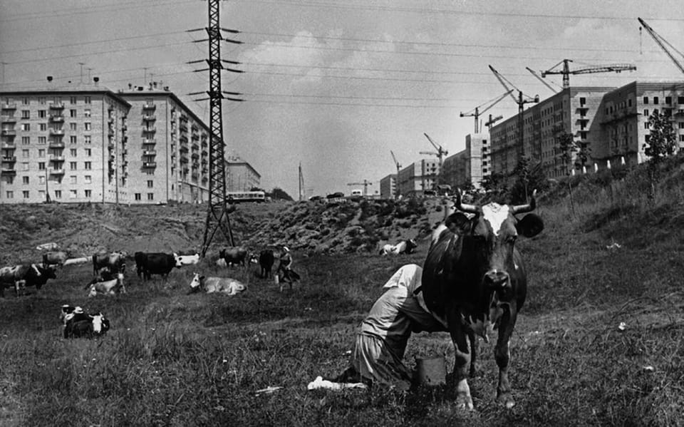 1954 год, в Москве в районе Черёмушек пасутся деревенские коровы